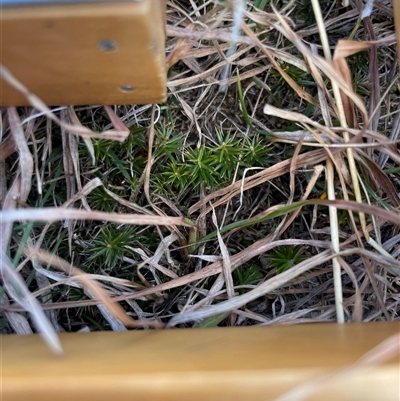 Acrotriche serrulata (Ground-berry) at Rendezvous Creek, ACT - 12 Aug 2025 by JamesVandersteen