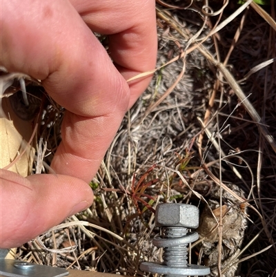 Haloragis heterophylla (Variable Raspwort) at Rendezvous Creek, ACT - 12 Aug 2025 by JamesVandersteen