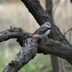 Stagonopleura guttata (Diamond Firetail) at Weetangera, ACT - 13 Aug 2025 by Caric