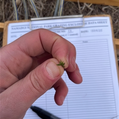 Haloragis heterophylla at Rendezvous Creek, ACT - 13 Aug 2025 by JamesVandersteen