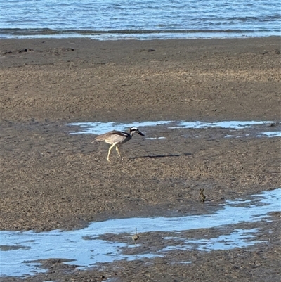 Esacus magnirostris (Beach Stone-curlew) at Bellara, QLD - 13 Aug 2025 by KazzaC
