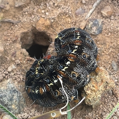 Apina callisto (Pasture Day Moth) at Denman Prospect, ACT - 13 Aug 2025 by Jennybach