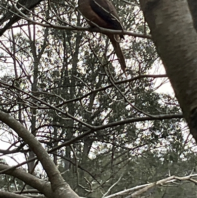 Macropygia phasianella (Brown Cuckoo-dove) at Laguna, NSW - 13 Aug 2025 by perronstreefrog