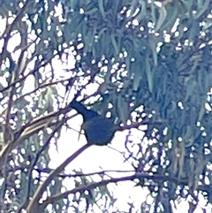Corcorax melanorhamphos (White-winged Chough) at Dickson, ACT - 13 Aug 2025 by Lisa.Jok