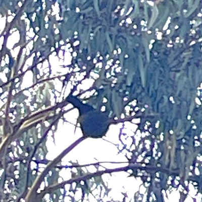 Corcorax melanorhamphos (White-winged Chough) at Dickson, ACT - 13 Aug 2025 by Lisa.Jok