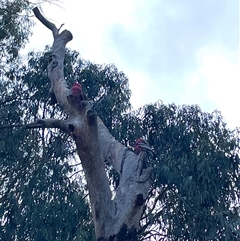 Eolophus roseicapilla (Galah) at Dickson, ACT - 13 Aug 2025 by Lisa.Jok