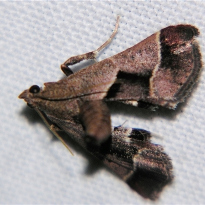 Gauna aegusalis (Pyraline moth) at Sheldon, QLD - 30 Apr 2011 by PJH123