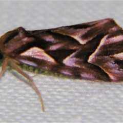 Clytoscopa iorrhoda (Acontiinae) by PJH123