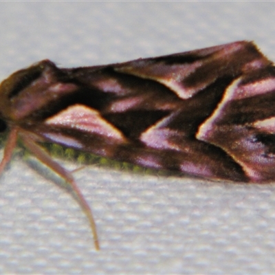 Clytoscopa iorrhoda (Acontiinae) at  - suppressed by PJH123