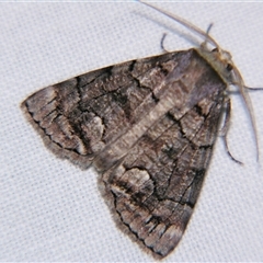 Stibaroma (genus) (A Line moth) at Sheldon, QLD - 30 Apr 2011 by PJH123