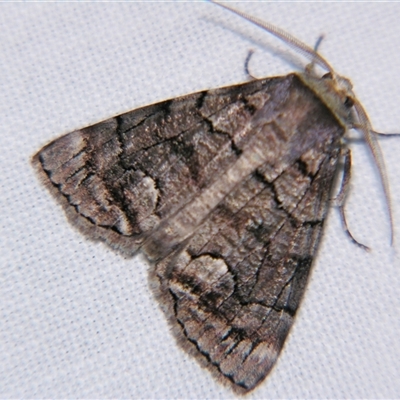 Stibaroma (genus) (A Line moth) at Sheldon, QLD - 30 Apr 2011 by PJH123