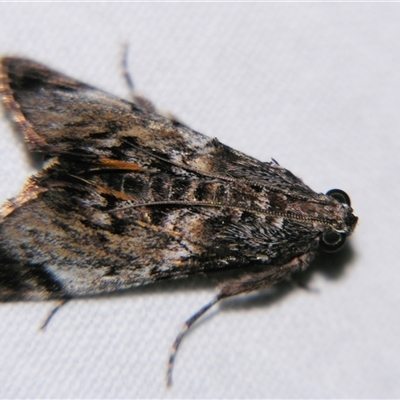 Salma pyrastis (A Pyralid moth (Epipaschiinae) at Sheldon, QLD - 30 Apr 2011 by PJH123
