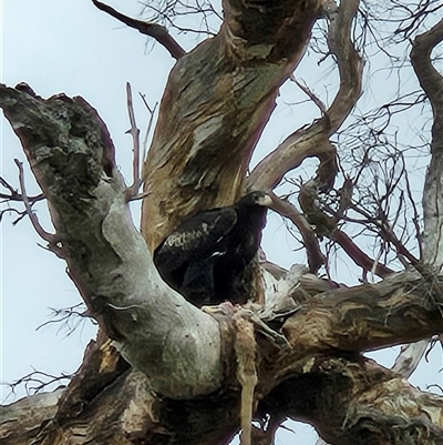 Aquila audax (Wedge-tailed Eagle) at Whitlam, ACT - 13 Aug 2025 by Wolfdogg