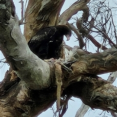 Aquila audax at Whitlam, ACT - 13 Aug 2025 02:50 PM