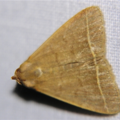 Simplicia caeneusalis (An Erebid Moth (Herminiinae) at Sheldon, QLD - 30 Apr 2011 by PJH123