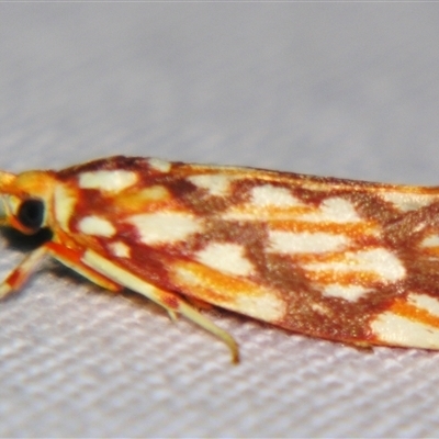 Lactura panopsia (A Lacturid Group moth (Lacturidae) at  - suppressed by PJH123