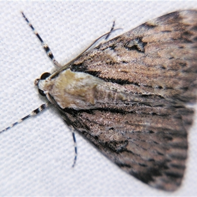 Rhuma argyraspis (Webbed Grey) at  - suppressed by PJH123
