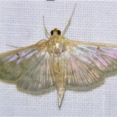 Pleuroptya sabinusalis (A Crambid moth (Pyraustinae) by PJH123