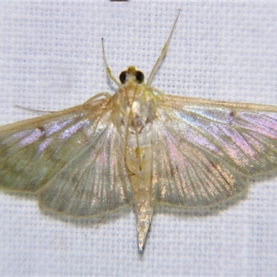 Pleuroptya sabinusalis (A Crambid moth (Pyraustinae) at  - suppressed by PJH123