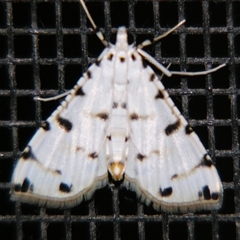 Pycnarmon cribrata (A Crambid moth (Spilomelinae)) by PJH123