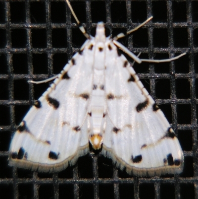 Pycnarmon cribrata (A Crambid moth (Spilomelinae)) at  - suppressed by PJH123