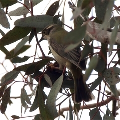 Melithreptus brevirostris (Brown-headed Honeyeater) at Pialligo, ACT - 13 Aug 2025 by jb2602