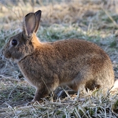 Oryctolagus cuniculus (European Rabbit) at Fyshwick, ACT - 12 Aug 2025 by RodDeb