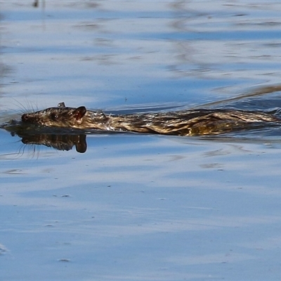 Hydromys chrysogaster (Rakali or Water Rat) at Fyshwick, ACT - 12 Aug 2025 by RodDeb