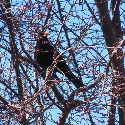 Turdus merula (Eurasian Blackbird) at Fyshwick, ACT - 12 Aug 2025 by RodDeb