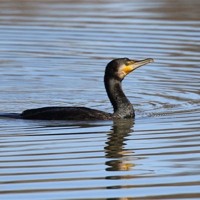 Phalacrocorax carbo (Great Cormorant) at Fyshwick, ACT - 12 Aug 2025 by RodDeb