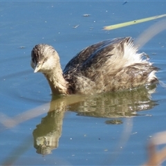 Poliocephalus poliocephalus (Hoary-headed Grebe) at Fyshwick, ACT - 12 Aug 2025 by RodDeb