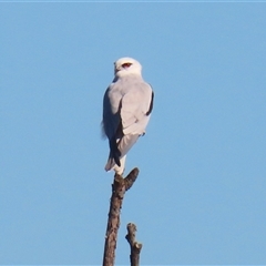 Elanus axillaris (Black-shouldered Kite) at Fyshwick, ACT - 12 Aug 2025 by RodDeb
