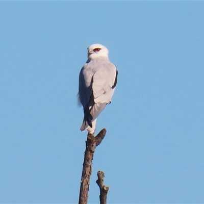 Elanus axillaris (Black-shouldered Kite) at Fyshwick, ACT - 12 Aug 2025 by RodDeb