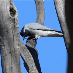 Coracina novaehollandiae (Black-faced Cuckooshrike) at Fyshwick, ACT - 12 Aug 2025 by RodDeb