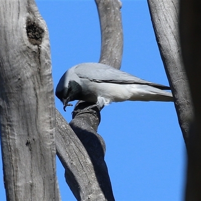 Coracina novaehollandiae (Black-faced Cuckooshrike) at Fyshwick, ACT - 12 Aug 2025 by RodDeb