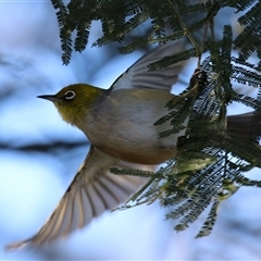 Zosterops lateralis (Silvereye) at Fyshwick, ACT - 12 Aug 2025 by RodDeb