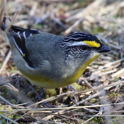 Pardalotus striatus (Striated Pardalote) at Fyshwick, ACT - 12 Aug 2025 by RodDeb