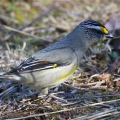Pardalotus striatus at Fyshwick, ACT - 12 Aug 2025 01:31 PM