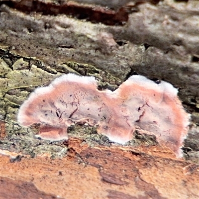 Stereum illudens (Purplish Stereum) at Jerrabomberra, NSW - 13 Aug 2025 by Hejor1