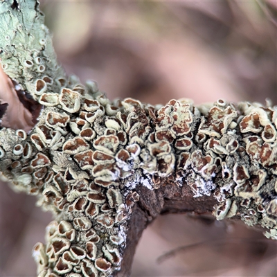 Flavoparmelia sp. at Jerrabomberra, NSW - 13 Aug 2025 by Hejor1