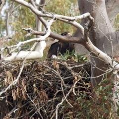 Aquila audax (Wedge-tailed Eagle) at Tharwa, ACT - 13 Aug 2025 by jb2602