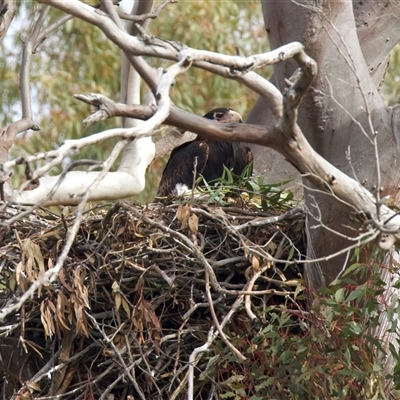 Aquila audax (Wedge-tailed Eagle) at Tharwa, ACT - 13 Aug 2025 by jb2602