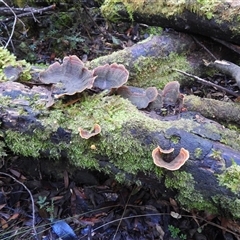 Stereum ostrea (Golden Curtain Crust/Sunset Fungus) at Rheban, TAS - 13 Jul 2025 by DavidDedenczuk