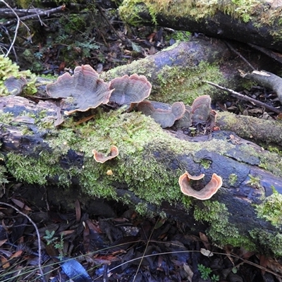 Stereum ostrea (Golden Curtain Crust/Sunset Fungus) at Rheban, TAS - 13 Jul 2025 by DavidDedenczuk