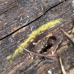 Chrysothrix sp. (genus) at Jerrabomberra, NSW - 13 Aug 2025 by Hejor1