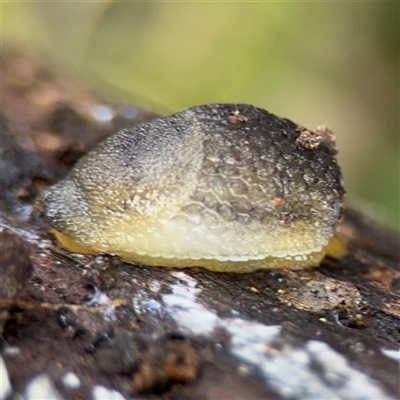 Arion intermedius (Hedgehog Slug) at Jerrabomberra, NSW - 13 Aug 2025 by Hejor1