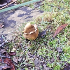 Scleroderma sp. (Scleroderma) at Rheban, TAS - 13 Jul 2025 by DavidDedenczuk
