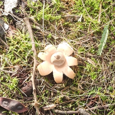 Geastrum sp. (genus) (An earthstar) at Rheban, TAS - 13 Jul 2025 by DavidDedenczuk