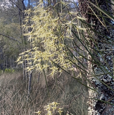 Dipodium variegatum at  - suppressed by pls047
