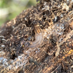 Ambigolimax sp. (valentius and waterstoni) (Striped Field Slug) at Jerrabomberra, NSW - 13 Aug 2025 by Hejor1